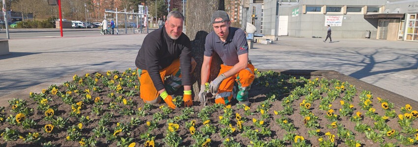 Foto: Hansestadt Lüneburg. Robert Naumann und Paul Minks von der AGL starten mit der Frühjahrsbepflanzung am St.-Stephanus-Platz.