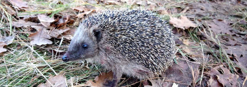 Foto: Landkreis Harburg. Igel sind gefährdet. Die Abteilung Umwelt appelliert daher an Gartenbesitzerinnen und -besitzer, eine nächtliche Ruhezeit von Mährobotern einzuhalten.