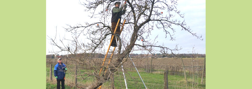 Foto: O Anderßon. Zwei Fachleute beim Zurückschneiden eines Obstbaums.