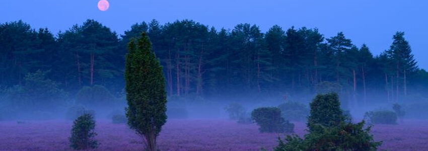 Foto: Lüneburger Heide GmbH Harburg. Vollmondnacht in der Oberoher Heide bei Faßberg.